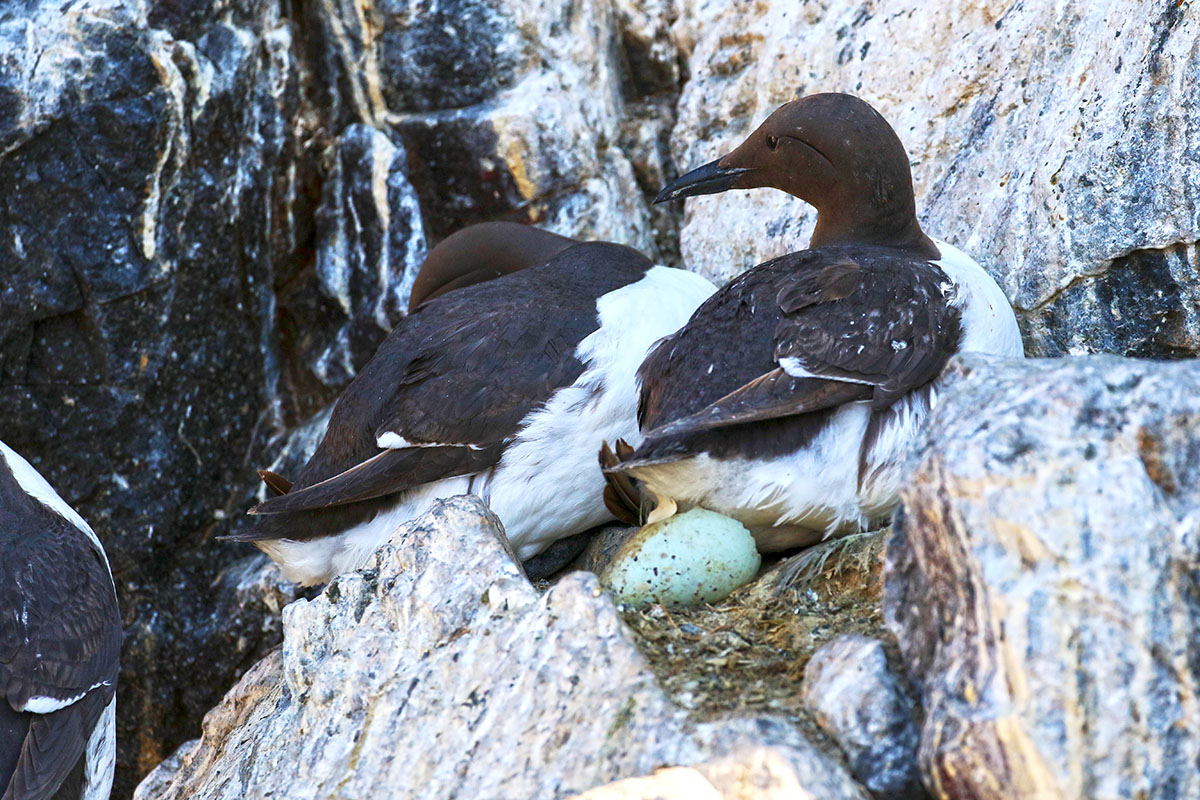 Zeekoet - Farne Islands